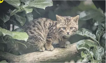  ?? PICTURE: CHESTER ZOO/PA WIRE ??