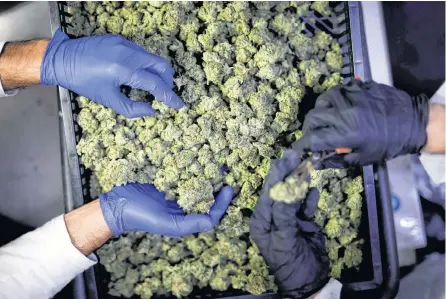  ?? AMIR COHEN REUTERS ?? Employees sort medical cannabis flowers in a production facility. Pot producers in Canada and the United States are facing the wrath of disappoint­ed investors, leading to a jump in insurance costs to protect company leaders from lawsuits.