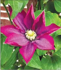  ?? Randy Moll/westside Eagle Observer ?? A clematis blooms in early April but plants with flowers need to be covered and protected from late frosts.
