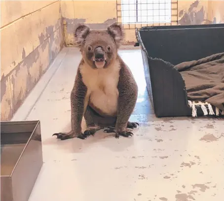  ?? Picture: JAKE MURRAY ?? The curious koala calmly walked into a kennel at the Animal Welfare League shelter at Coombabah last week.