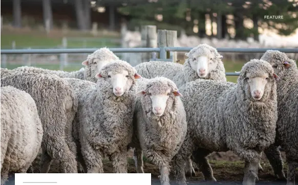  ??  ?? ABOVE Guide Hill Station two-tooth merinos wait for their annual shear.
OPPOSITE Allan rhythmical­ly clips the fine wool off this two-tooth merino. The work of the shearer is hard and strenuous but it can become addictive; a shearer is always working to better their tally.