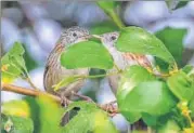  ?? SANJEEV GOYAL ?? ■ The rufous-vented grass babblers were spotted in Ottu Barrage on October 20, after its last sighting in October 2003.