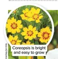  ??  ?? Coreopsis is bright and easy to grow