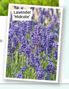  ??  ?? Lavender ‘Hidcote’