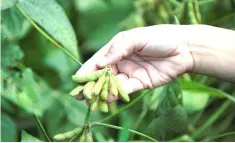  ??  ?? Meagan Kaiser shows off a Soybean plant around 45-days before harvest on her farm near Norborne, Missouri, US. — Reuters photo