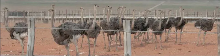  ??  ?? UNCERTAIN FUTURE: Ostriches stand in a field on a farm near Oudtshoorn. More than 43 000 ostriches have been culled in South Africa since the H5N2 avian flu virus was detected on farms in the Eastern Cape in April last year.