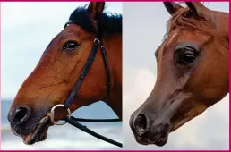  ??  ?? Distressin­g: Horses ‘prettified’ with slim noses and huge eyes