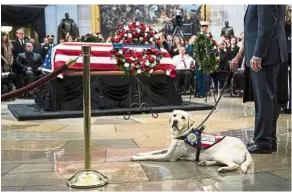  ?? — TNS ?? Sully, a yellow Labrador service dog for former President George H.W. Bush, sits near the casket of the late president as he lies in state at the US Capitol on Dec 4, 2018, in Washington, DC. Sully has since started a new job at Walter Reed National Military Medical Center.