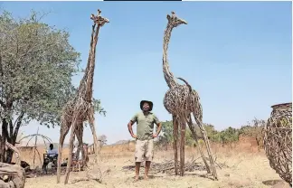  ?? | EPA-EFE ?? JOE Zata stands between sculptures of two giraffes made from lantana at his homestead in rural Domboshawa, Zimbabwe. Zata, 48, makes creations from the plant, an invasive alien species that is poisonous to livestock.