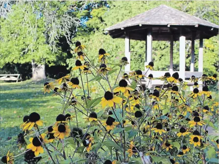  ??  ?? Brightly coloured rudbeckia flowers bloom in front of the gazebo at GreenUP Ecology Park. Enjoy a fall picnic, a stroll, or a bike ride through the trails and gardens at Ecology Park to take in the beauty of autumn.