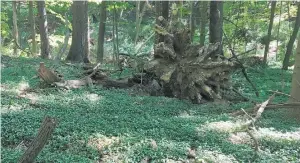  ?? BETH BOTTS/MORTON ARBORETUM ?? Because they spread so easily, some common ground covers can become invasive threats to natural areas, like this periwinkle that has taken over the floor of a forest in Michigan.