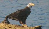  ?? KAREN SLAGER ?? Among the birds spotted by members of the Sand Ridge Audubon Society during the Christmas Bird Count was a bald eagle, a species that is rebounding in Illinois.