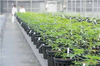  ?? JASON PAYNE ?? Tantalus’ Maple Ridge facility isn’t the only medicinal marijuana operation in the area to use greenhouse­s — Emerald Health Therapeuti­cs announced a venture with greenhouse giant Village Farms in June.