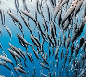  ?? Picture:THE CONVERSATI­ON ?? NUMBERS DOWN: SA’s sardines are divided into intermingl­ing sub-population­s that range off the West Coast, the Cape South Coast and then a third ‘sardine run’ group which forges up into KwaZulu-Natal. This makes it hard to estimate stock numbers