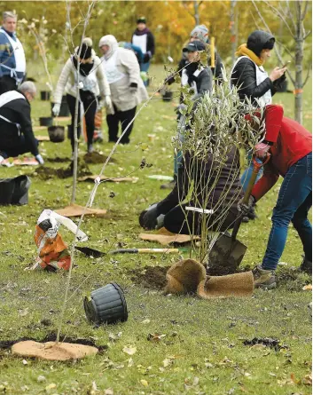  ??  ?? Une trentaine d’employés de la baie de Beauport et du port de Québec ont planté près de 150 arbres sur le site de la baie de Beauport, pour souligner le début du projet « trame verte » visant à verdir le territoire portuaire. CRÉDIT PHOTO