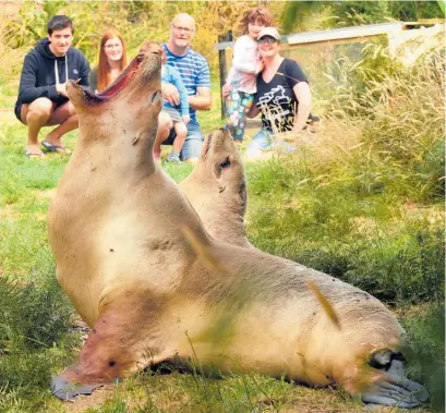  ?? Picture / ODT ?? The Keddell family admire the family of sea lions which have set up camp in their back garden.