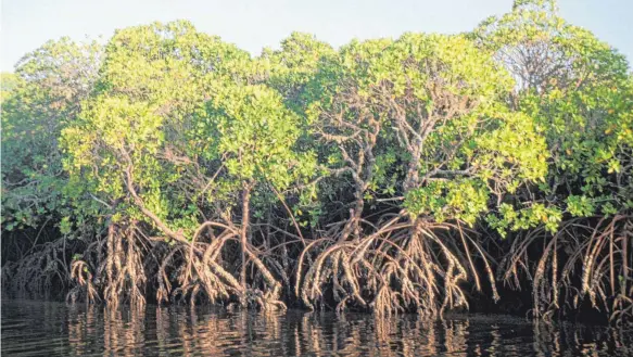  ?? FOTO: VOLKER PREUSSER/IMAGO IMAGES ?? Schön und nützlich für den Klimaschut­z: Mangroven, wie hier in Kenia, speichern das Kohlenstof­fdioxid in den Sedimenten.