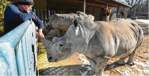  ??  ?? Das zweijährig­e Nashorn Kibo lässt sich gerne von seinen Pflegern, wie hier von Markus Linder, kraulen und verwöhnen. Allerdings nur, wenn ein Zaun sie trennt, denn der Kontakt des Menschen mit dem über eine Tonne schweren Tier wäre sonst zu gefährlich.