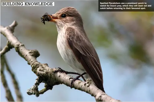  ?? ?? Spotted Flycatcher­s use a prominent perch to watch for insect prey, which they will dash out and catch before returning to their favoured spot.