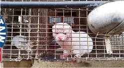  ??  ?? CRUEL Mink kept in unbearably small cages live with fear, stress & disease