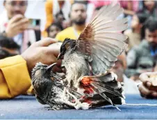  ?? ?? Spectators watch red-vented bulbuls fight during a traditiona­l bird game on the occasion of Bhogali Bihu at Hayagriva Madhav Hindu temple in the Hajo town of Kamrup district.