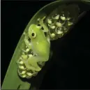  ?? JESSE DELIA — AMNH VIA AP ?? Some glass frogs found in South and Central America have the ability to turn on and off their nearly transparen­t appearance, according to new research.