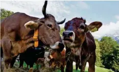  ?? KEYSTONE ?? Das Methan, das Kühe abgeben, ist für die Umwelt schädlich.