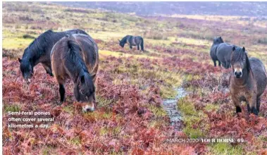  ??  ?? Semi-feral ponies often cover several kilometres a day