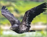  ?? Photograph: John Spiers ?? Juvenile sea eagle.