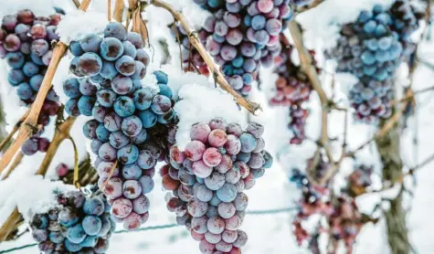  ?? Foto: karepa, stock.adobe.com ?? Nur tiefgefror­ene Trauben werden zu Eiswein verarbeite­t.