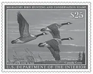  ?? U.S. FISH AND WILDLIFE SERVICE ?? The 2017-'18 Federal Duck Stamp shows a trio of Canada geese. The original was painted by James Hautman.