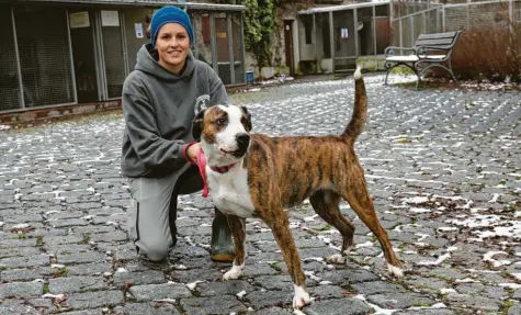  ?? Foto: Michael Hochgemuth ?? Hündin Kisha wurde von Tierpflege­rin Joana Müller und ihren Kollegen im Tierheim erfolgreic­h betreut, sodass sie nun ein neues Zuhause findet.