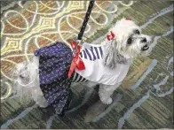  ?? PHOTOS BY BRUCE R. BENNETT / THE PALM BEACH POST ?? June Fuhrman’s Havanese, Maggie, dressed as a Navy sailor girl with red bows tucked behind both ears, took first place in the fashion show.