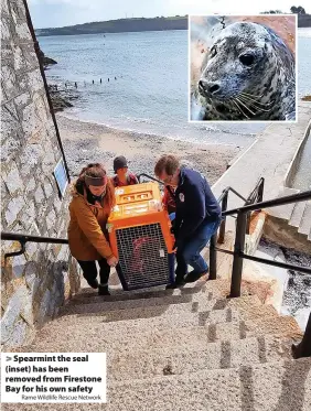  ?? Rame Wildlife Rescue Network ?? Spearmint the seal (inset) has been removed from Firestone Bay for his own safety