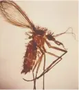  ??  ?? 0 Infected sandflies spread Visceral leishmania­sis