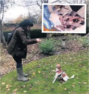  ??  ?? Ruby with Ursula’s friend and dog walker Annie Conde and, inset, Ruby is settled in her new home