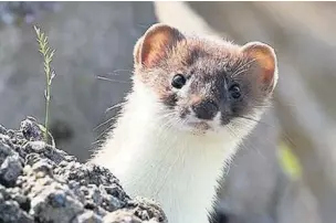  ?? RSPB ?? ●● A stoat