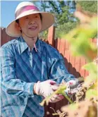  ?? BRANDON ?? Ting Ting Davis, a member of St. Andrews Episcopal Church, trims vines in the Epiphany Community Garden in Colliervil­le on Sept. 15. DAHLBERG / FOR THE COMMERCIAL APPEA L