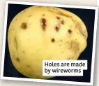  ?? ?? Holes are made by wireworms