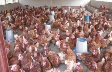  ??  ?? A poultry farm at Abaji training school