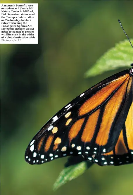  ?? Photograph: AP ?? A monarch butterfly rests on a plant at Abbott's Mill Nature Center in Milford, Del. Seventeen states sued the Trump administra­tion on Wednesday, to block rules weakening the Endangered Species Act, saying the changes would make it tougher to protect wildlife even in the midst of a global extinction crisis