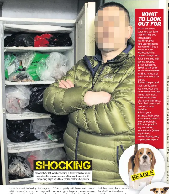  ??  ?? Scottish SPCA worker beside a freezer full of dead puppies. Its inspectors are often confronted with sickening sights as they tackle callous breeders