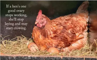  ??  ?? If a hen's one good ovary stops working, she'll stop laying and may start crowing.