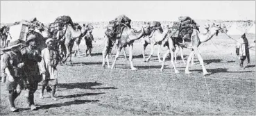  ?? COPIES OF PICTURE AVAILABLE FROM ‘ODT’ FRONT OFFICE, LOWER STUART ST, OR WWW.OTAGOIMAGE­S.CO.NZ ?? A camel train crossing the Egyptian desert prior to the victory of the New Zealand Mounted Rifles and the Imperial Camel Corps over the Turks at Rafa, in Sinai. — Otago Witness, 4.4.1917.