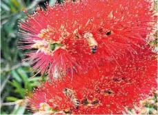  ?? ?? Bees feeding on a pōhutukawa flower at Altrusa’s Home and Garden Ramble 2022.