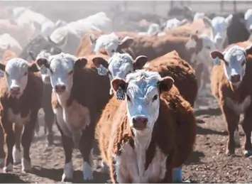  ?? EDDIE MOORE/JOURNAL ?? A pen of Hereford heifers on a ranch near Stanley in May 2020. Some cattle ranchers are raising dust over the federal government’s dollar-per-head beef checkoff system, which they say has been co-opted by the meatpackin­g industry.