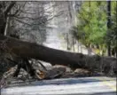  ?? PETE BANNAN — DIGITAL FIRST MEDIA ?? Roberts Road in Bryn Mawr is blocked by a fallen tree Monday morning.