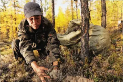  ??  ?? Before winter comes, Ewenki people venture into the mountains to collect enough moss and take multiple trips to carry back.