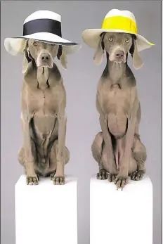  ?? BILD: WILLIAM WEGMAN/COURTESY SCHRIMER/MOSEL ??