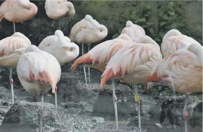  ??  ?? 0 This colourful picture of a few flamingos at Edinburgh Zoo grabbing forty winks was taken over the Bank Holiday weekend by Scotsman reader Andrew Thomson
